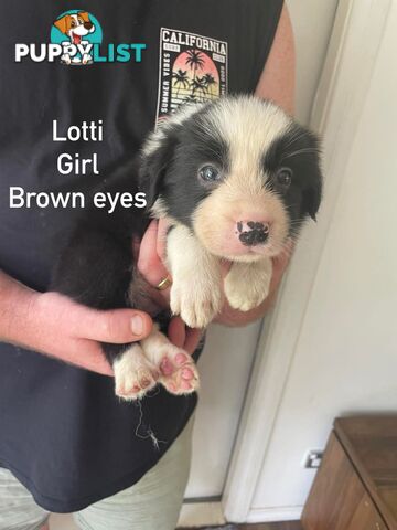 🐶Pure breed border collie puppy, DNA tested!