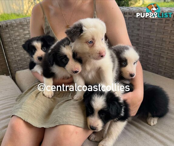 🐶Pure breed border collie puppy, DNA tested!