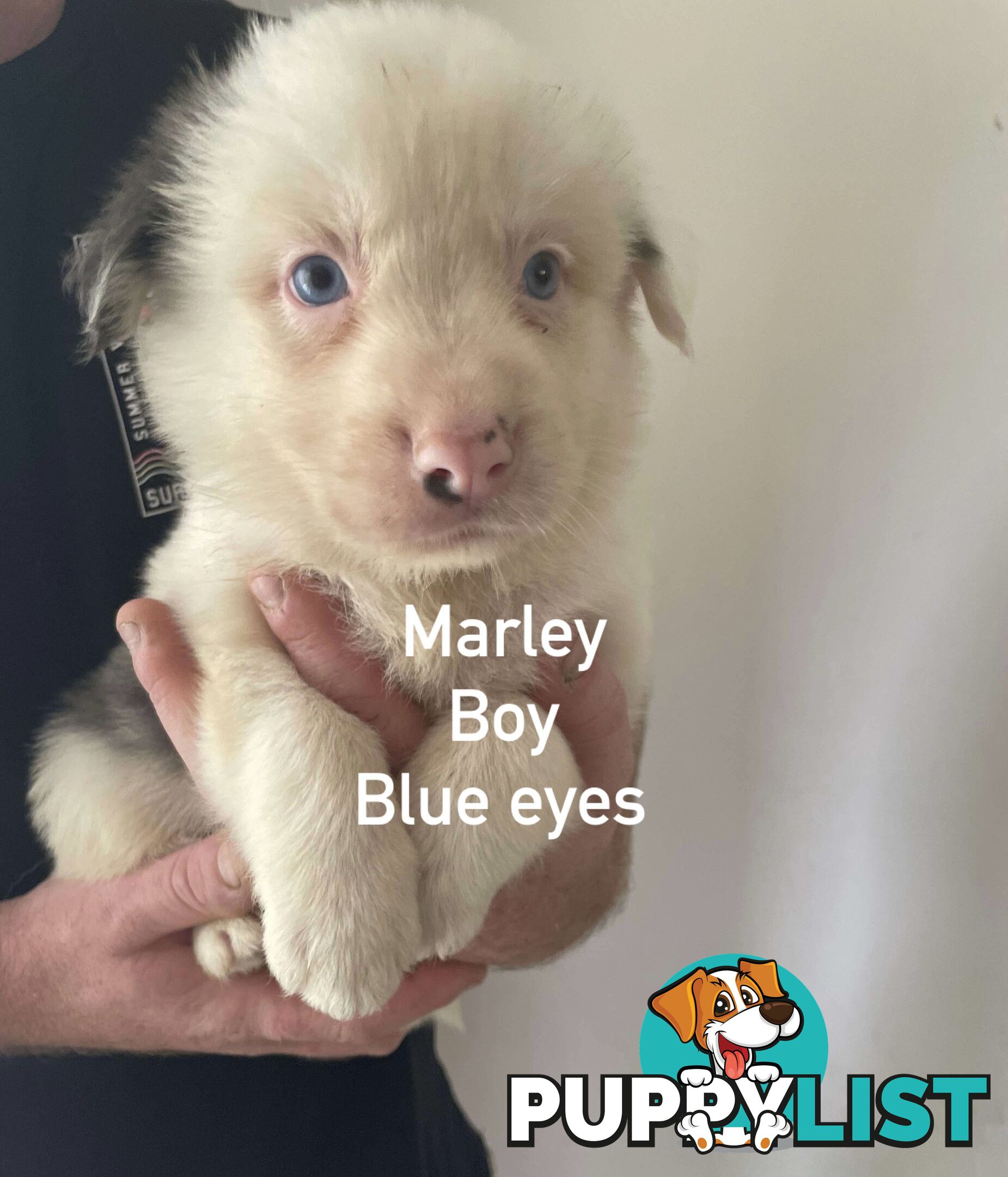 🐶Pure breed border collie puppy, DNA tested!