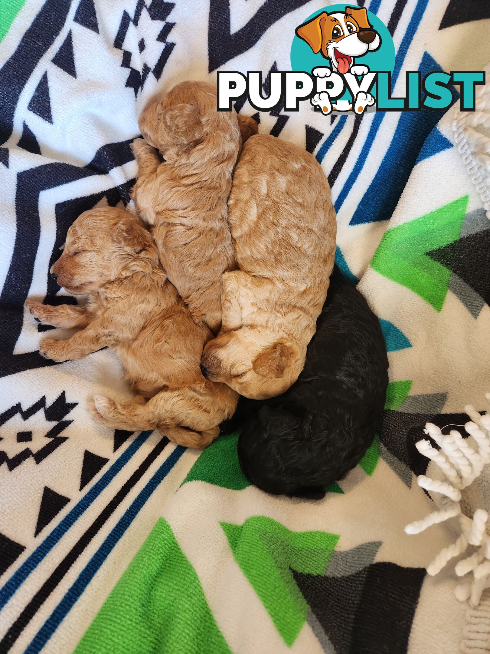 4 x Toy Poodles for sale available 16th August 2025