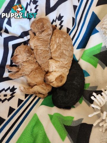 4 x Toy Poodles for sale available 16th August 2025