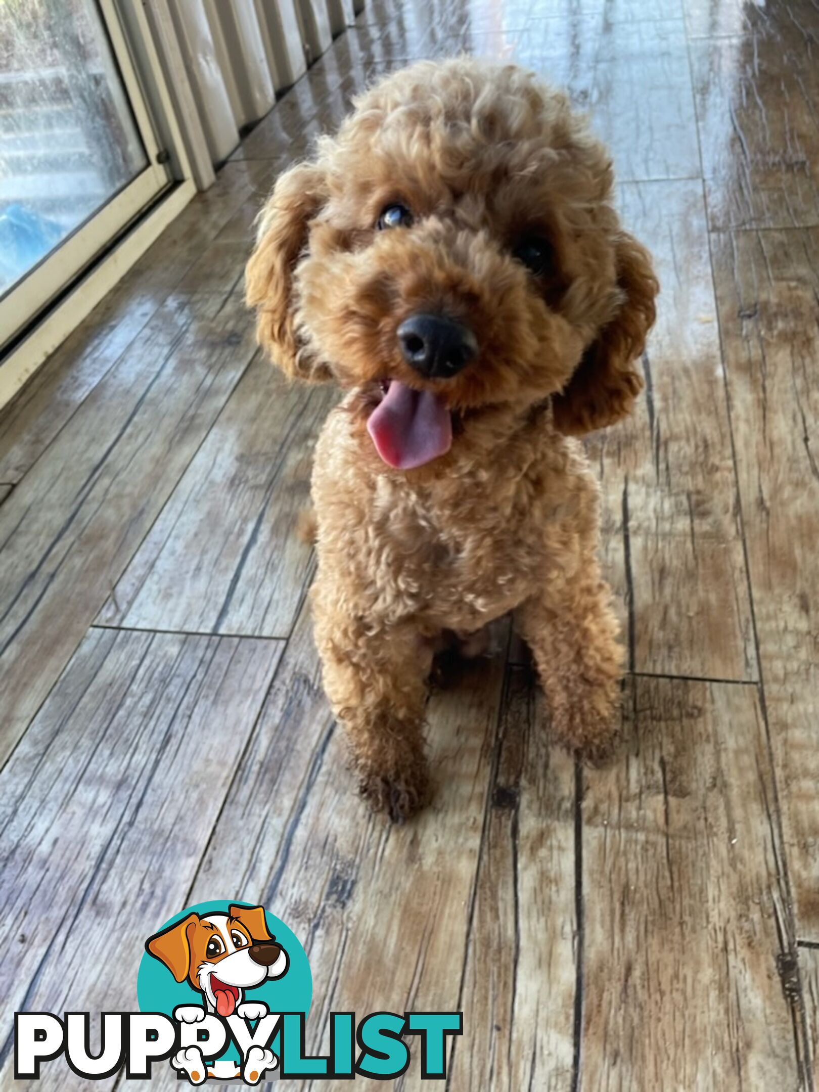 4 x Toy Poodles for sale available 16th August 2025
