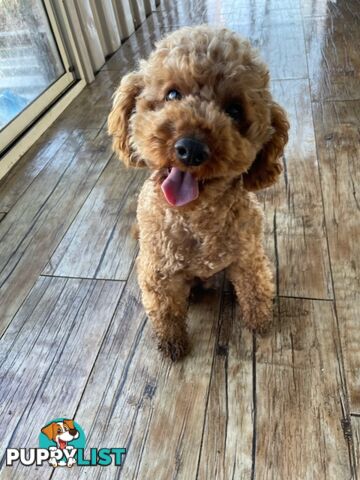 4 x Toy Poodles for sale available 16th August 2025