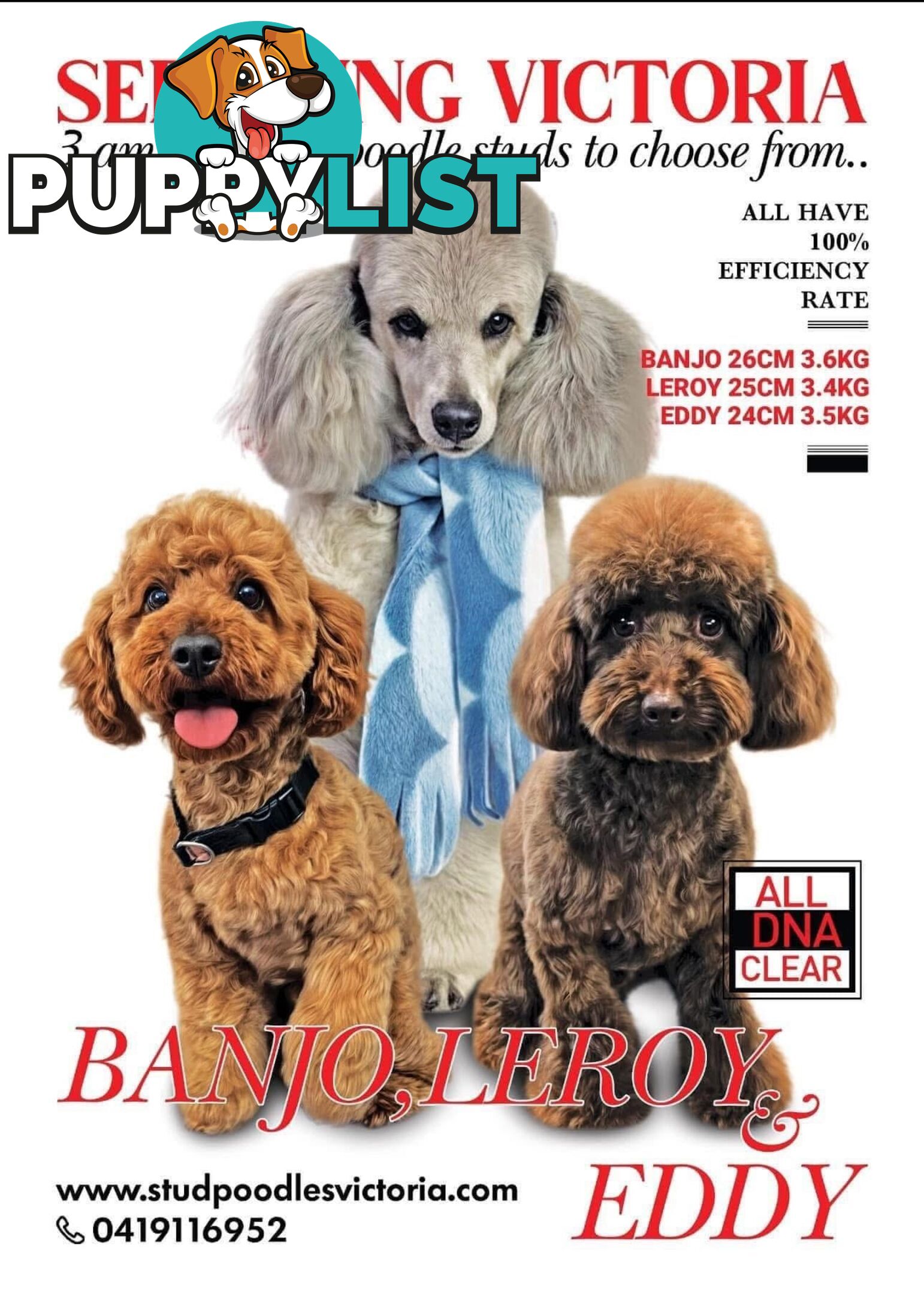 4 x Toy Poodles for sale available 16th August 2025