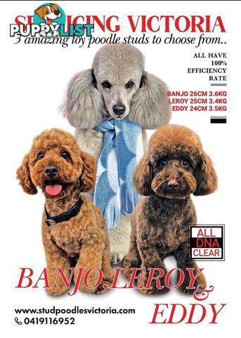4 x Toy Poodles for sale available 16th August 2025