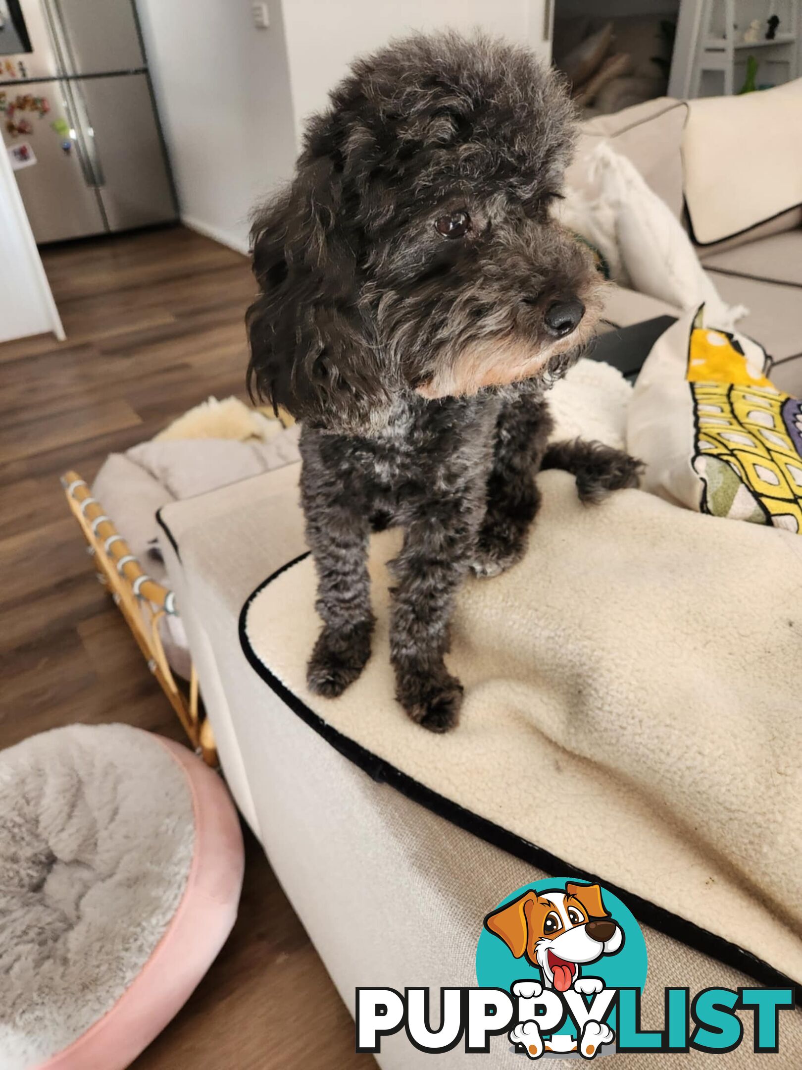 4 x Toy Poodles for sale available 16th August 2025
