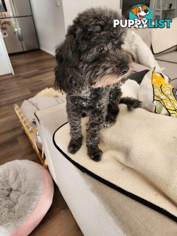 4 x Toy Poodles for sale available 16th August 2025