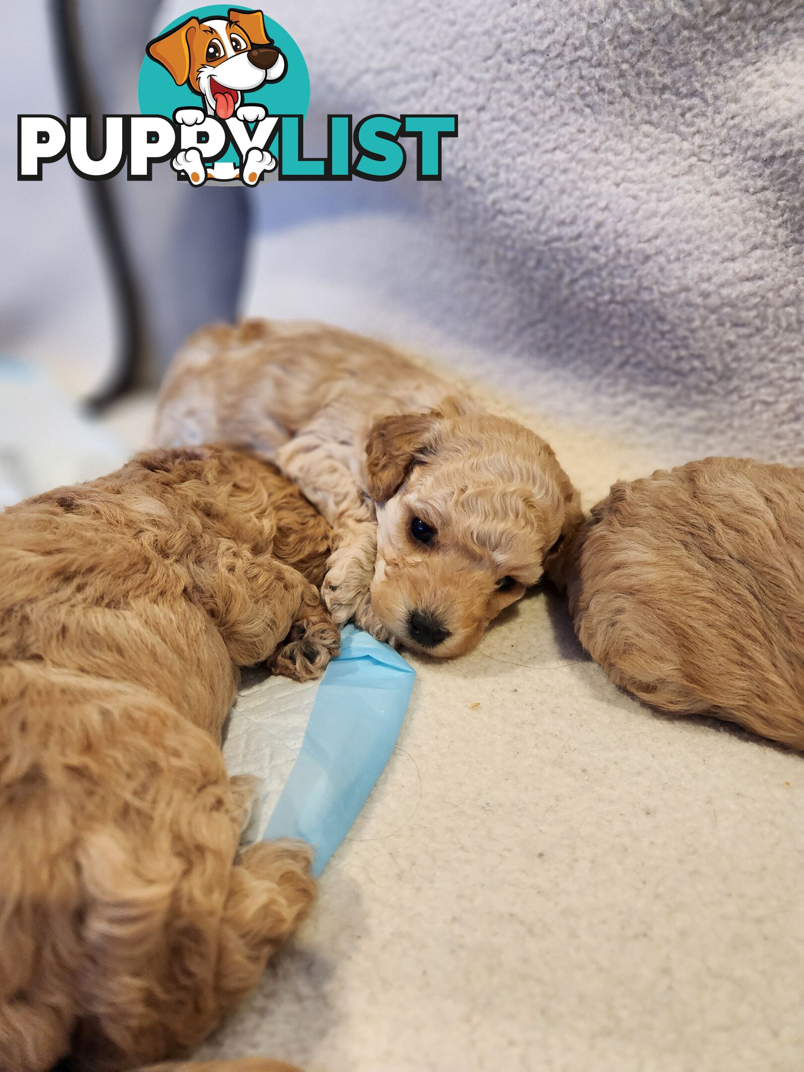 4 x Toy Poodles for sale available 16th August 2025
