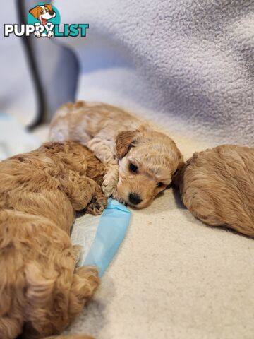 4 x Toy Poodles for sale available 16th August 2025