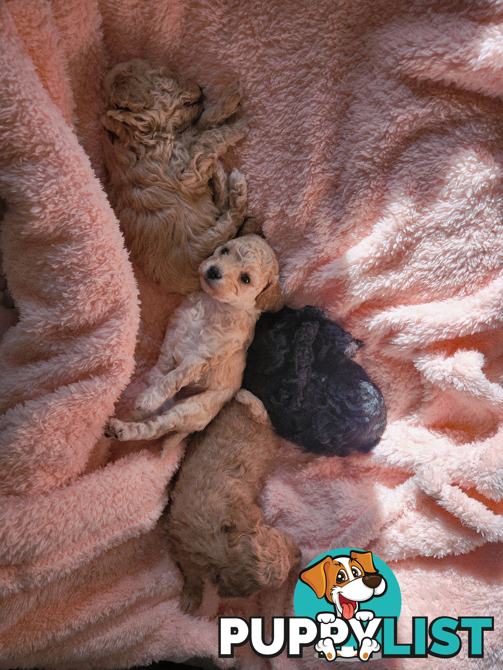 4 x Toy Poodles for sale available 16th August 2025