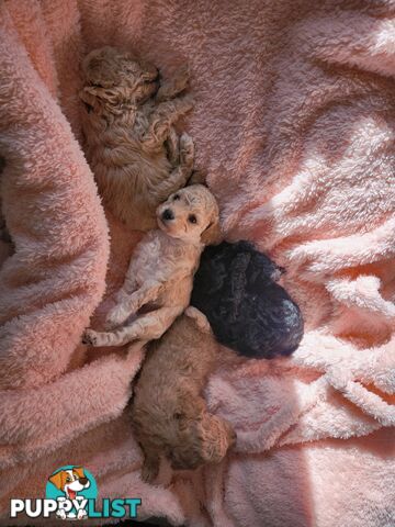 4 x Toy Poodles for sale available 16th August 2025