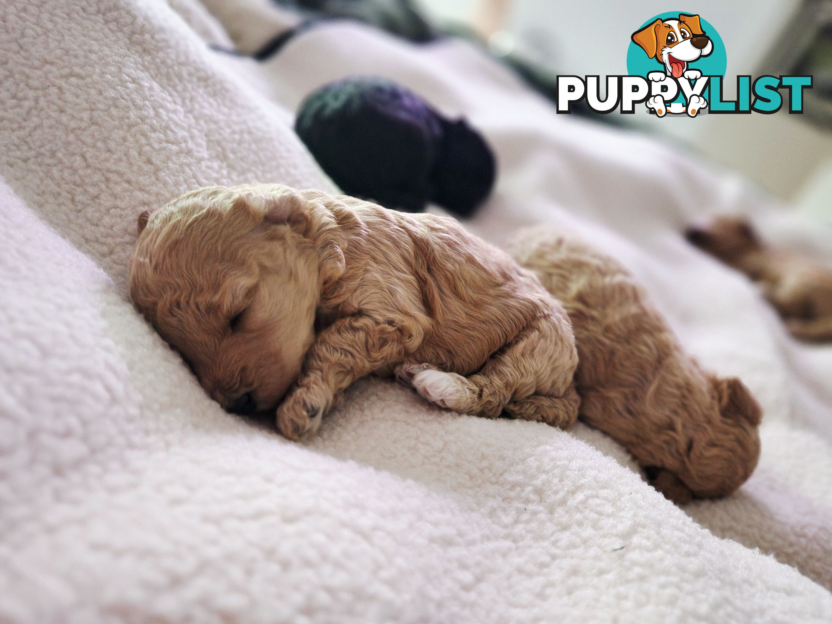 4 x Toy Poodles for sale available 16th August 2025