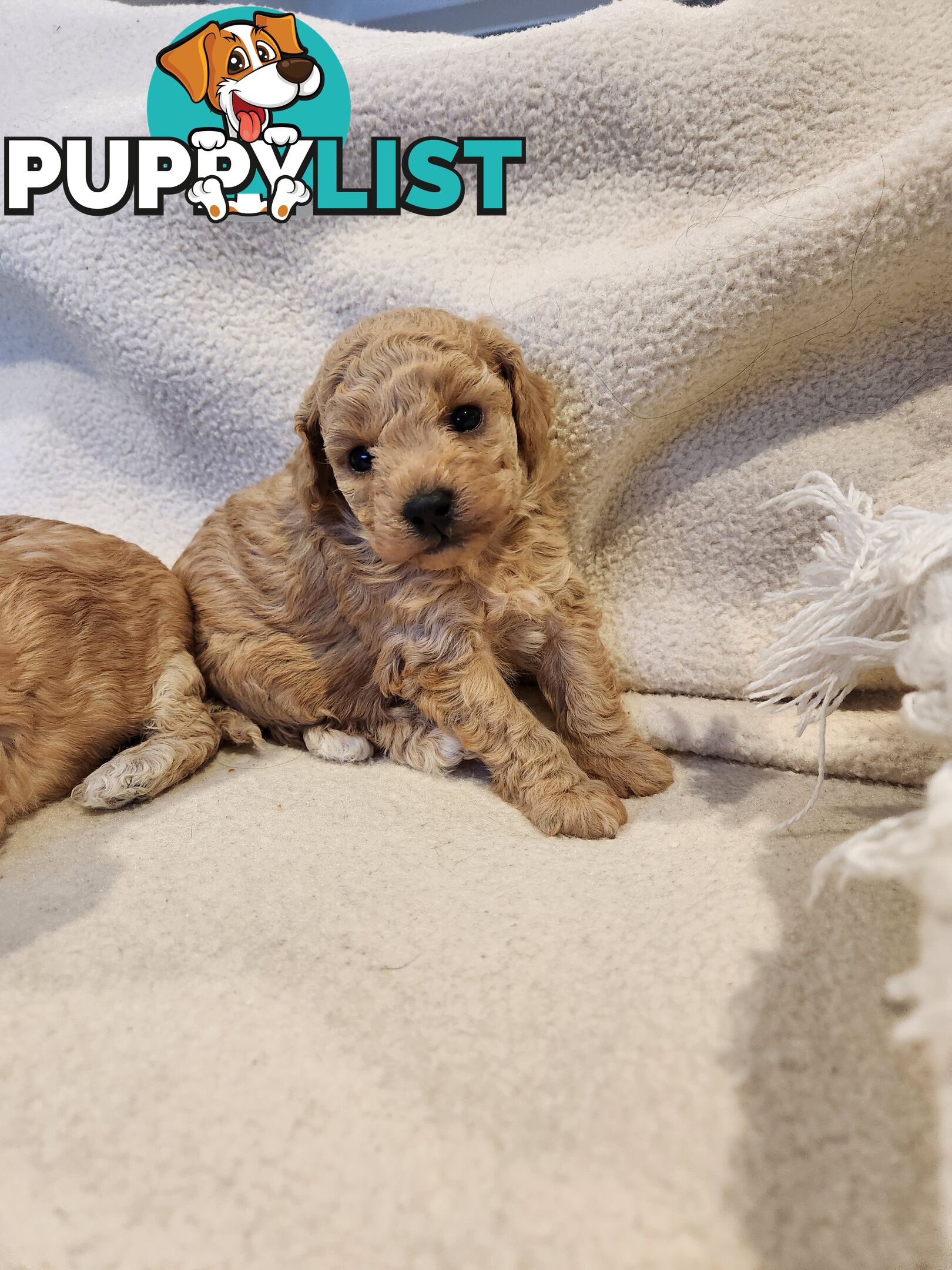 4 x Toy Poodles for sale available 16th August 2025