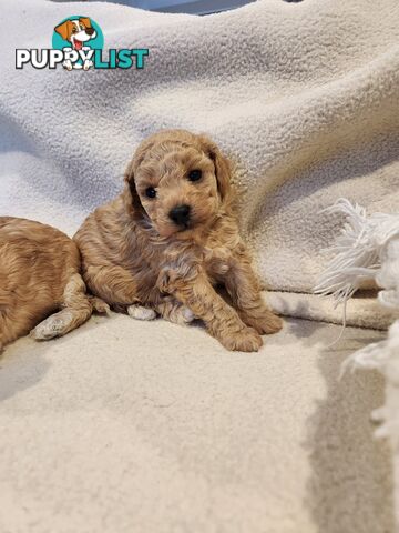 4 x Toy Poodles for sale available 16th August 2025