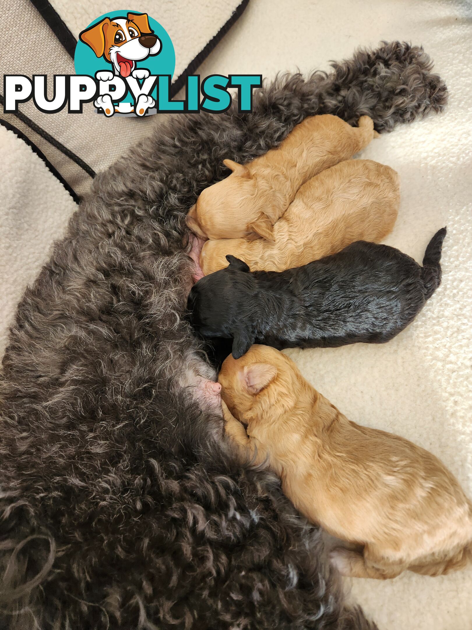 4 x Toy Poodles for sale available 16th August 2025