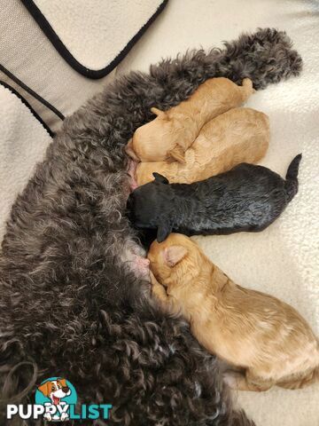 4 x Toy Poodles for sale available 16th August 2025