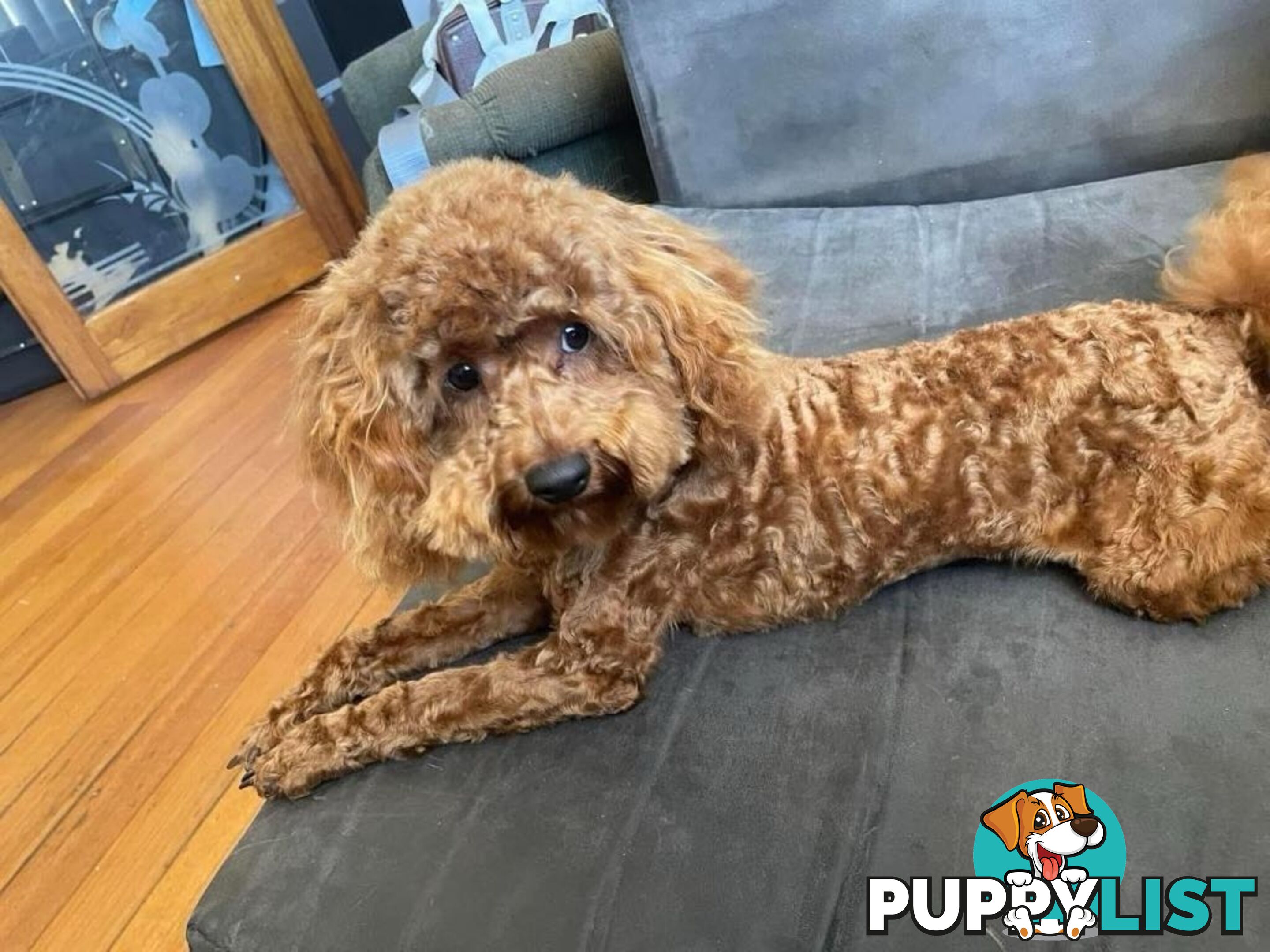 4 x Toy Poodles for sale available 16th August 2025