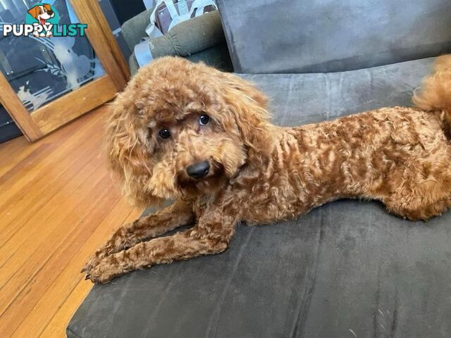 4 x Toy Poodles for sale available 16th August 2025