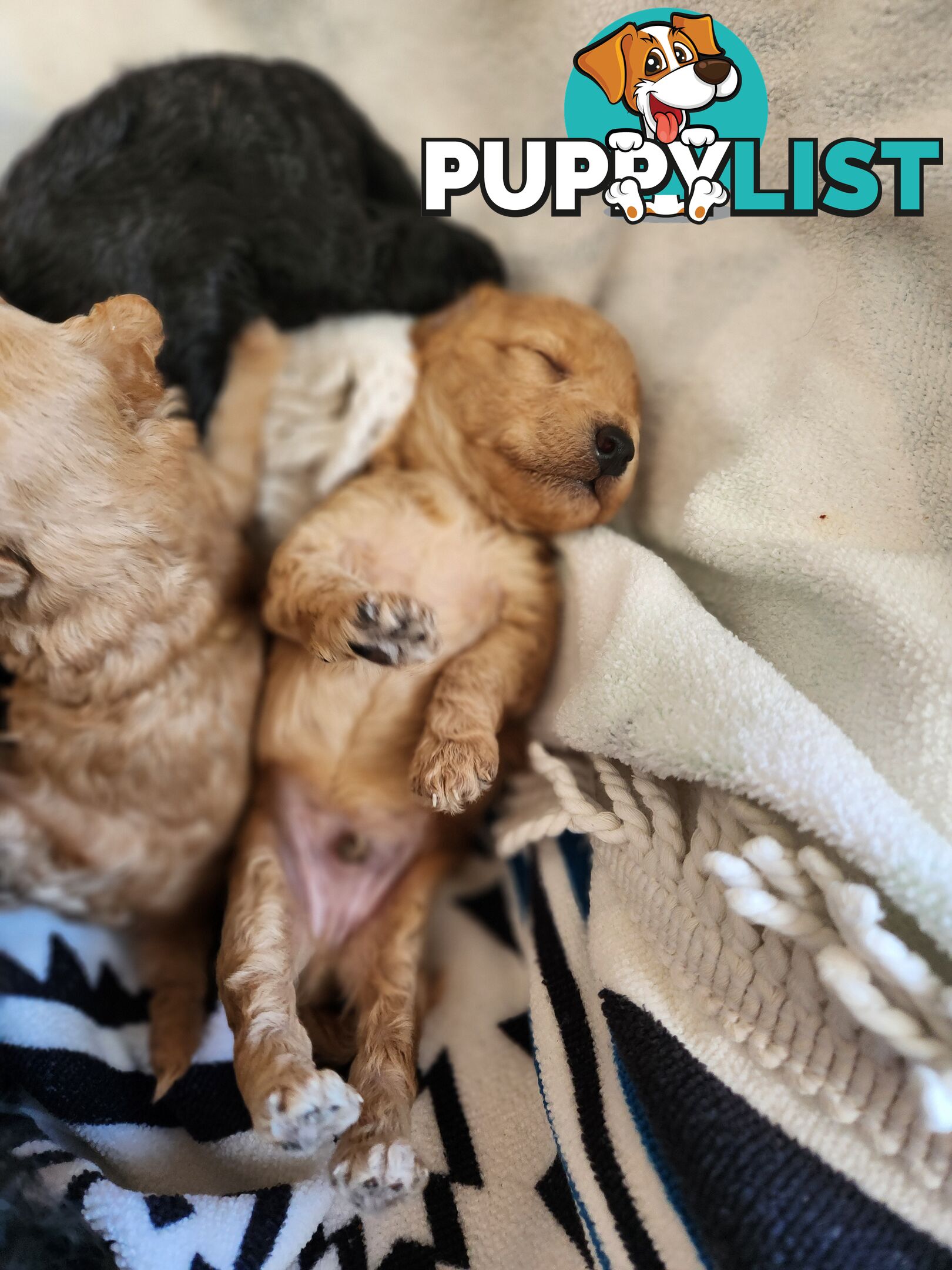 4 x Toy Poodles for sale available 16th August 2025