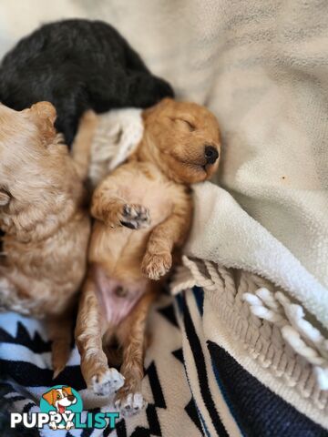 4 x Toy Poodles for sale available 16th August 2025