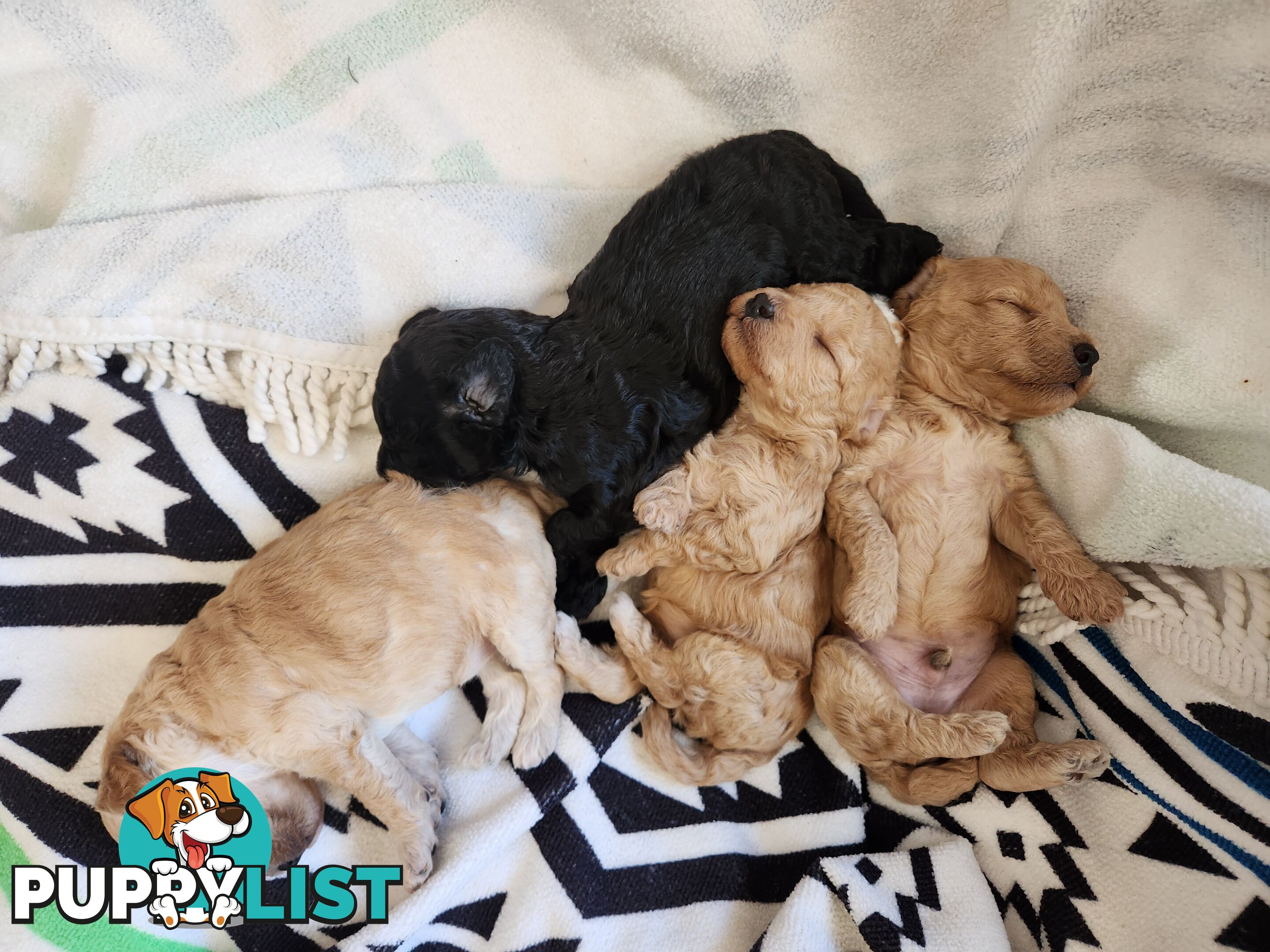 4 x Toy Poodles for sale available 16th August 2025