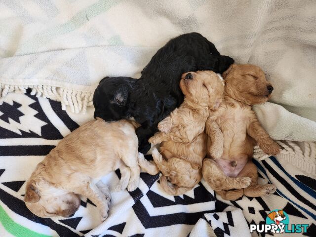4 x Toy Poodles for sale available 16th August 2025