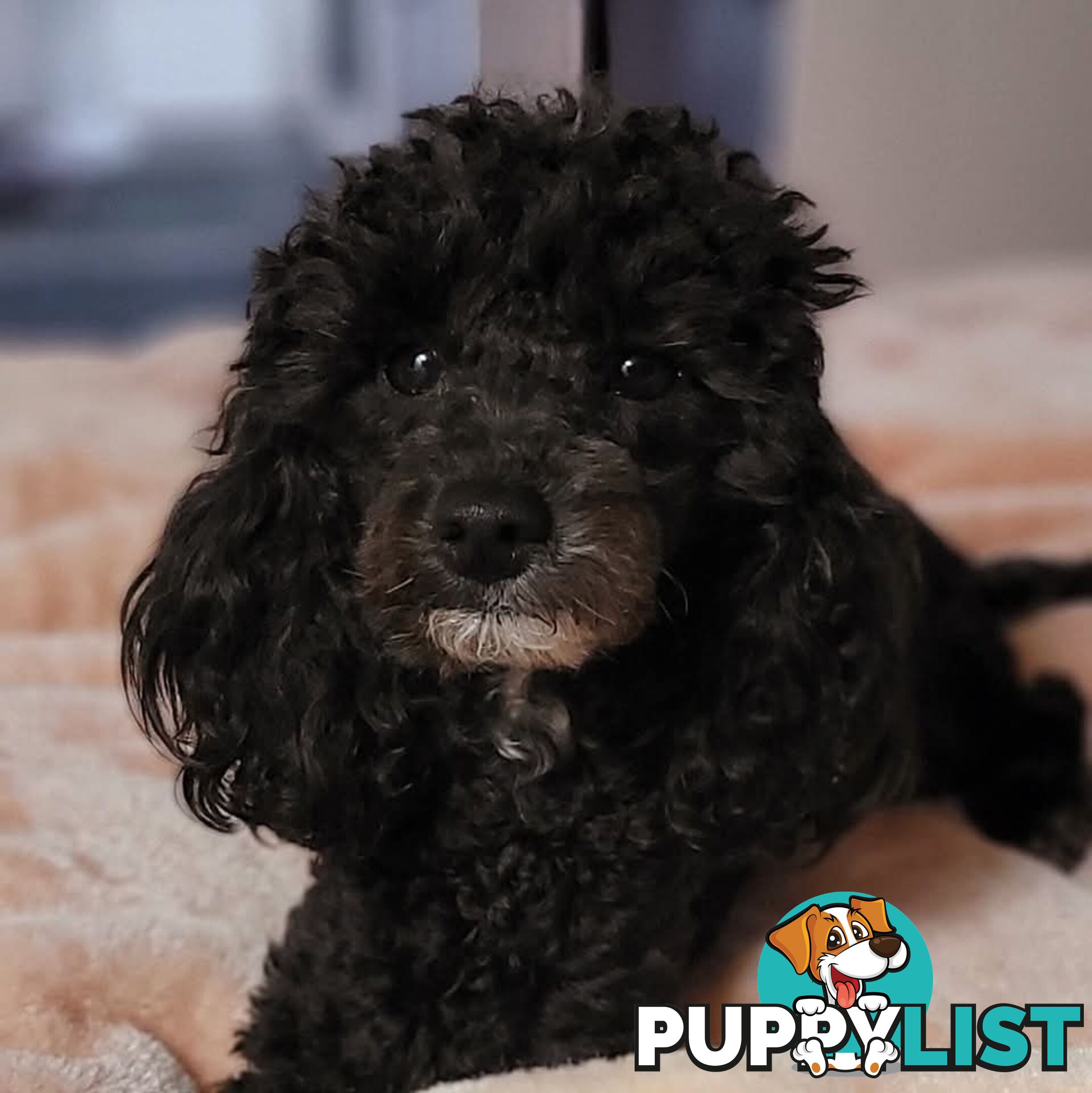 4 x Toy Poodles for sale available 16th August 2025