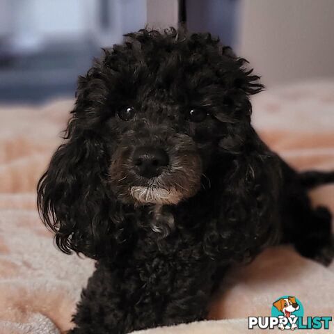4 x Toy Poodles for sale available 16th August 2025