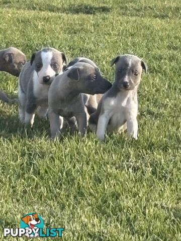 Whippet puppies
