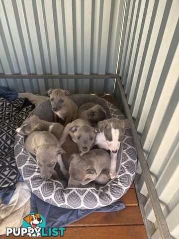 Whippet puppies