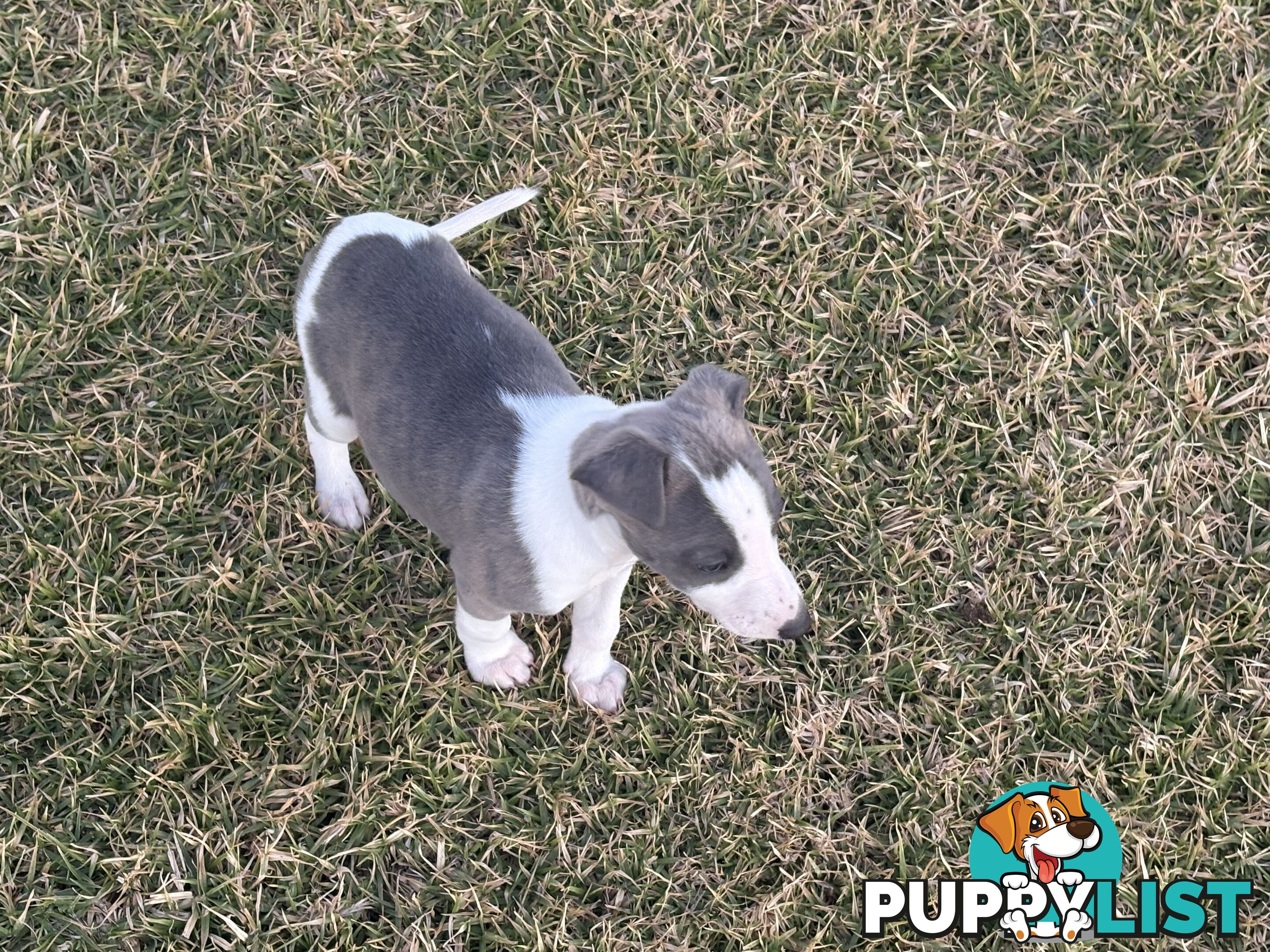 Whippet puppies