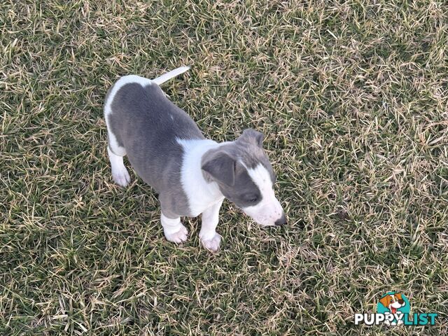 Whippet puppies