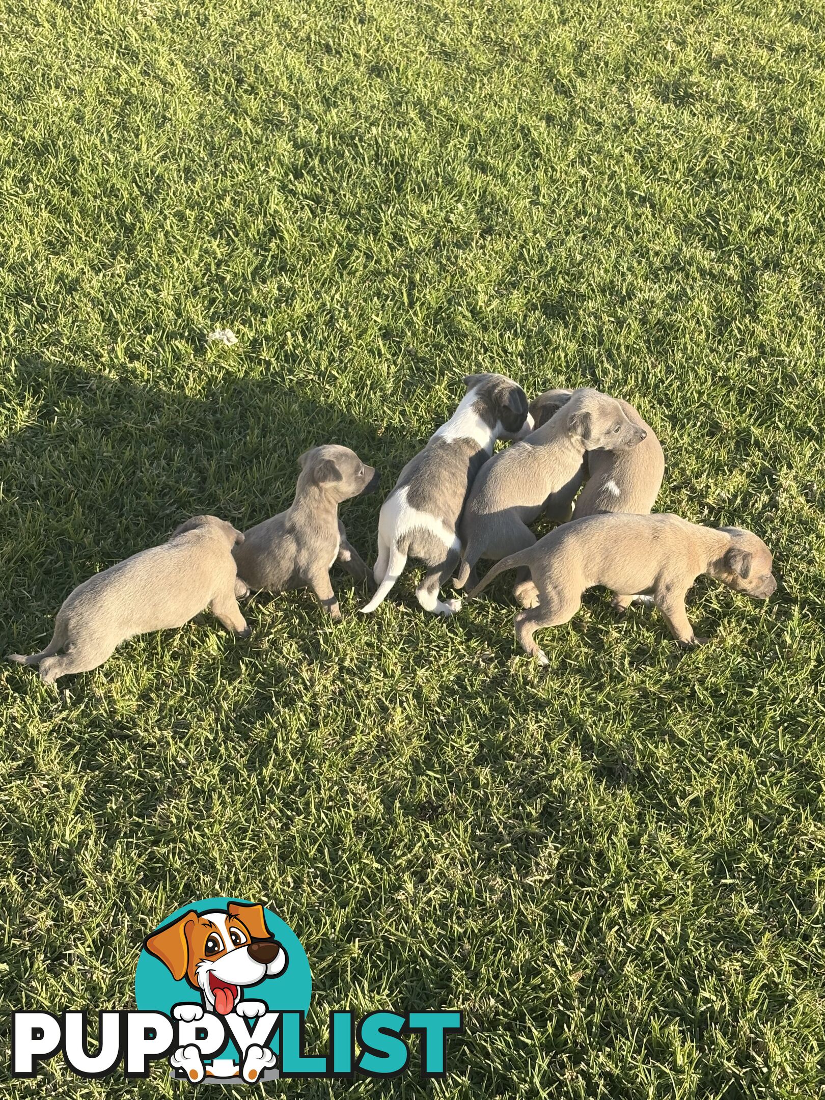 Whippet puppies