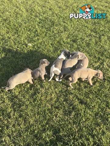 Whippet puppies