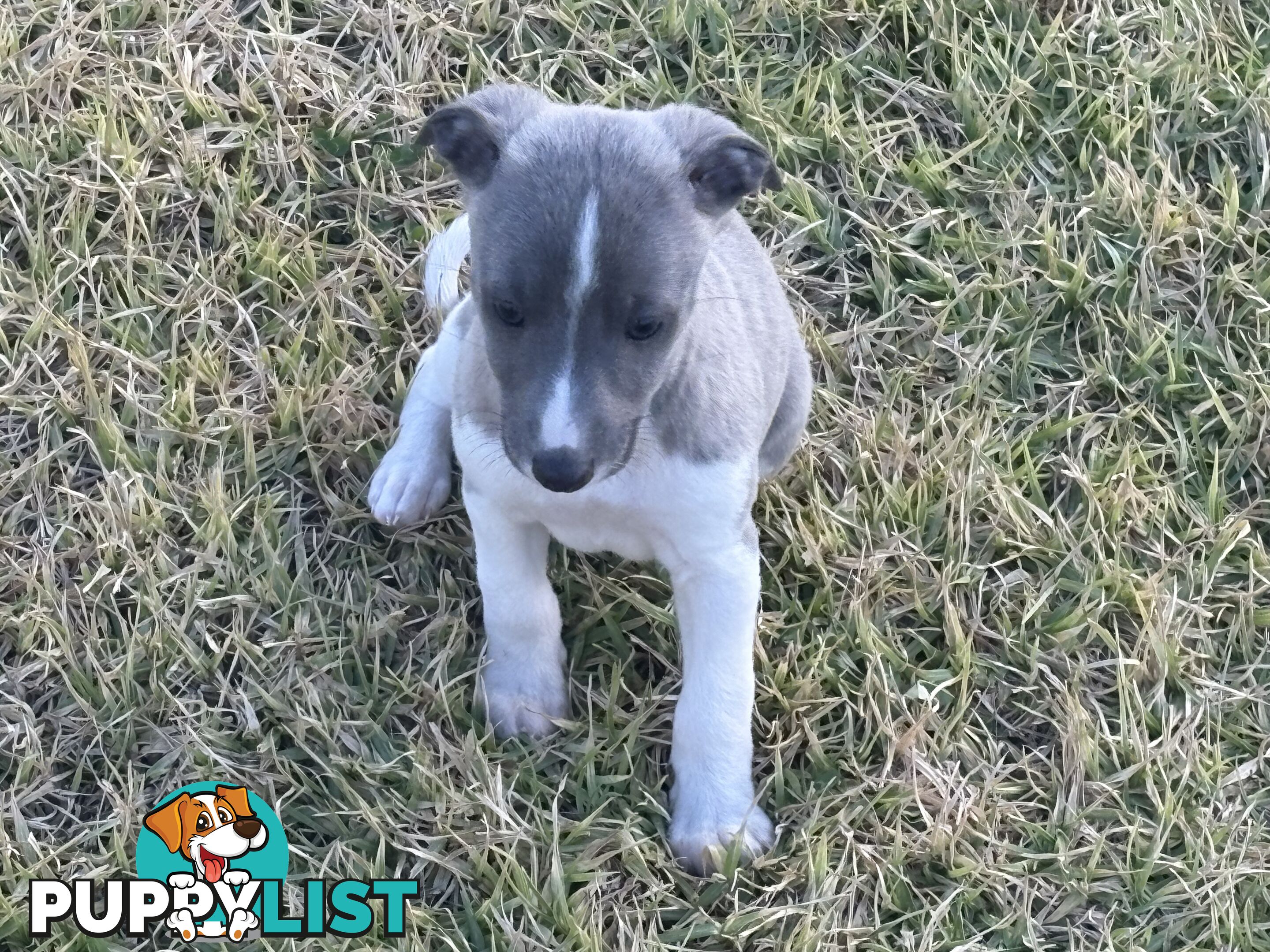 Whippet puppies