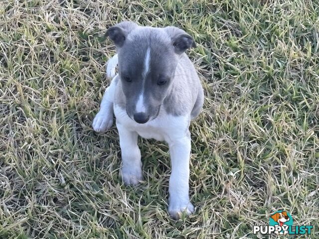 Whippet puppies