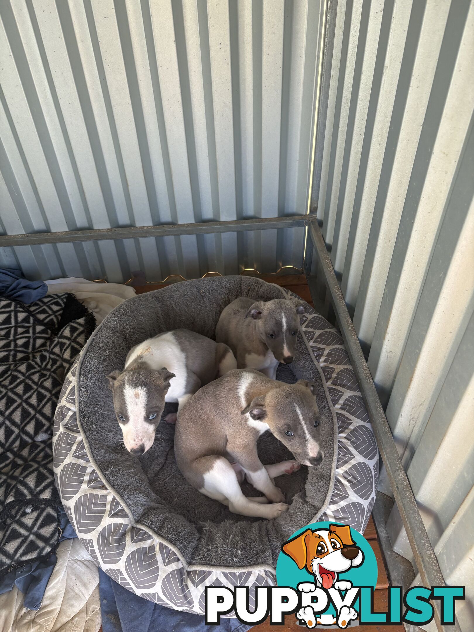 Whippet puppies