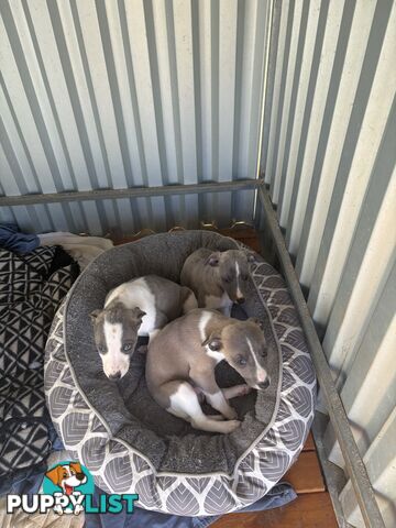 Whippet puppies