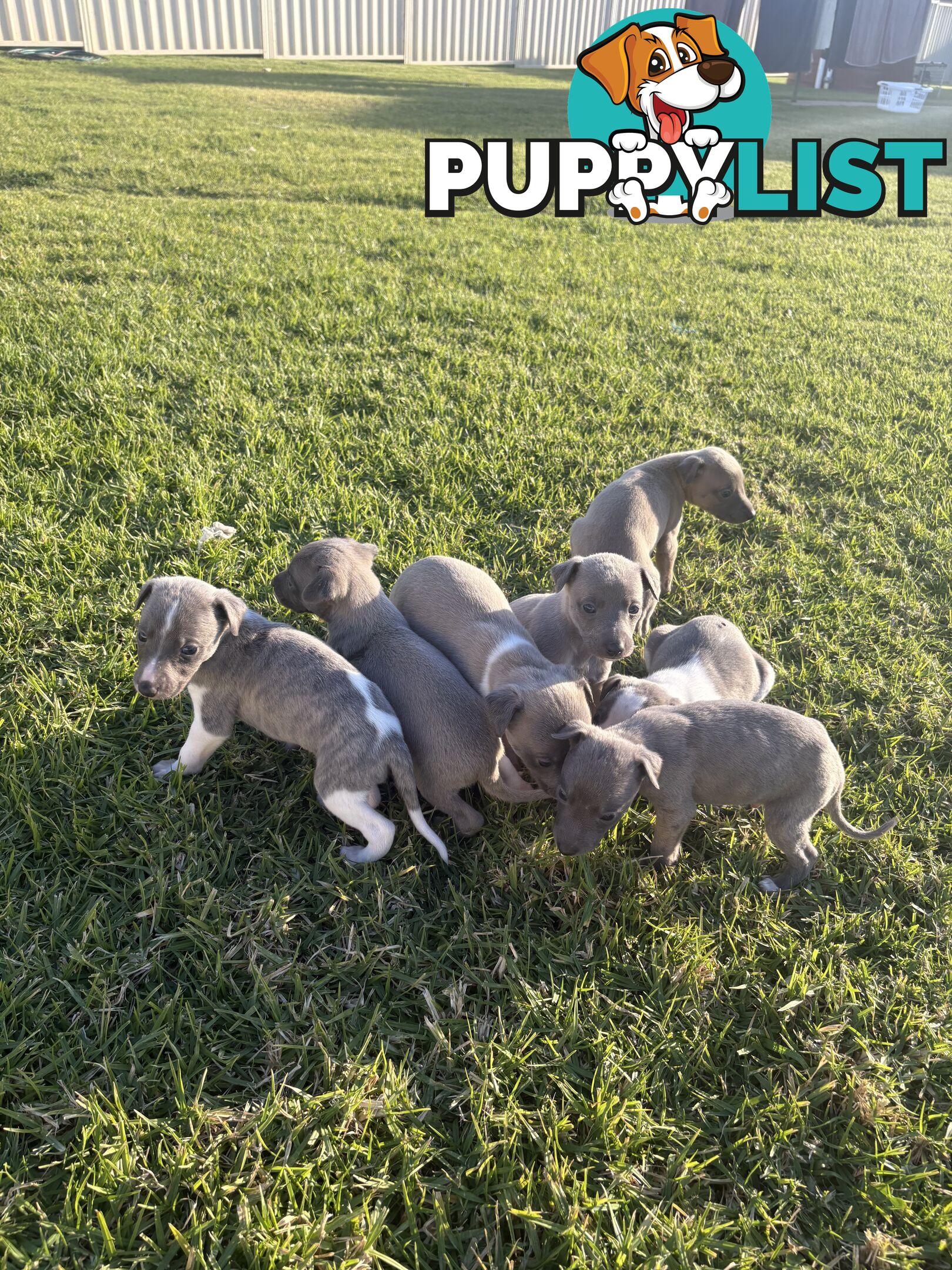 Whippet puppies