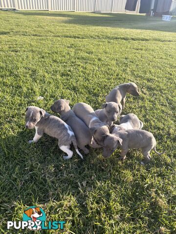 Whippet puppies