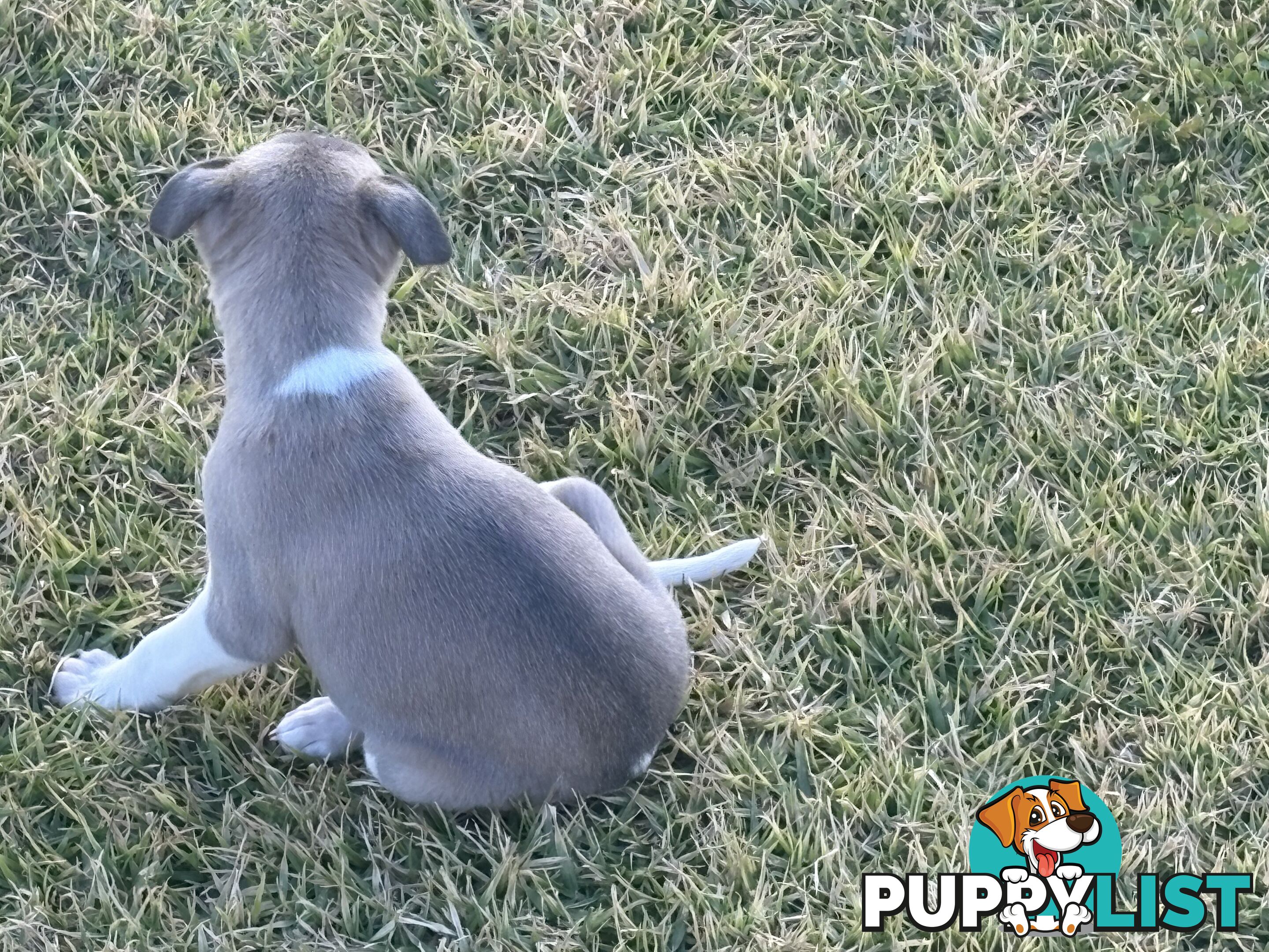 Whippet puppies
