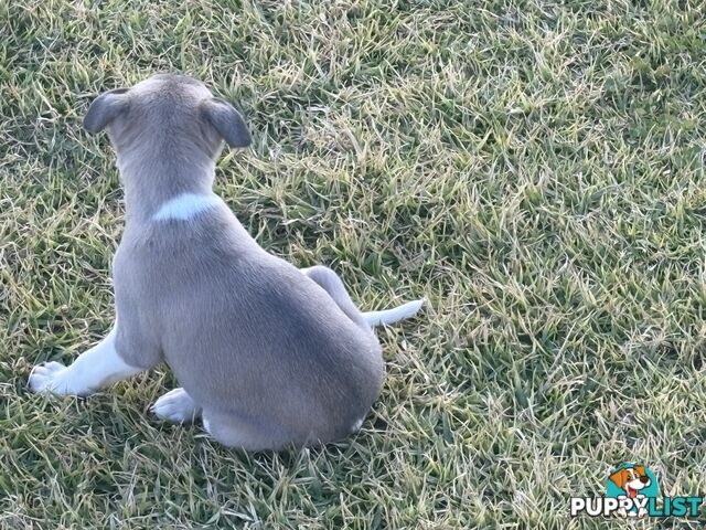Whippet puppies