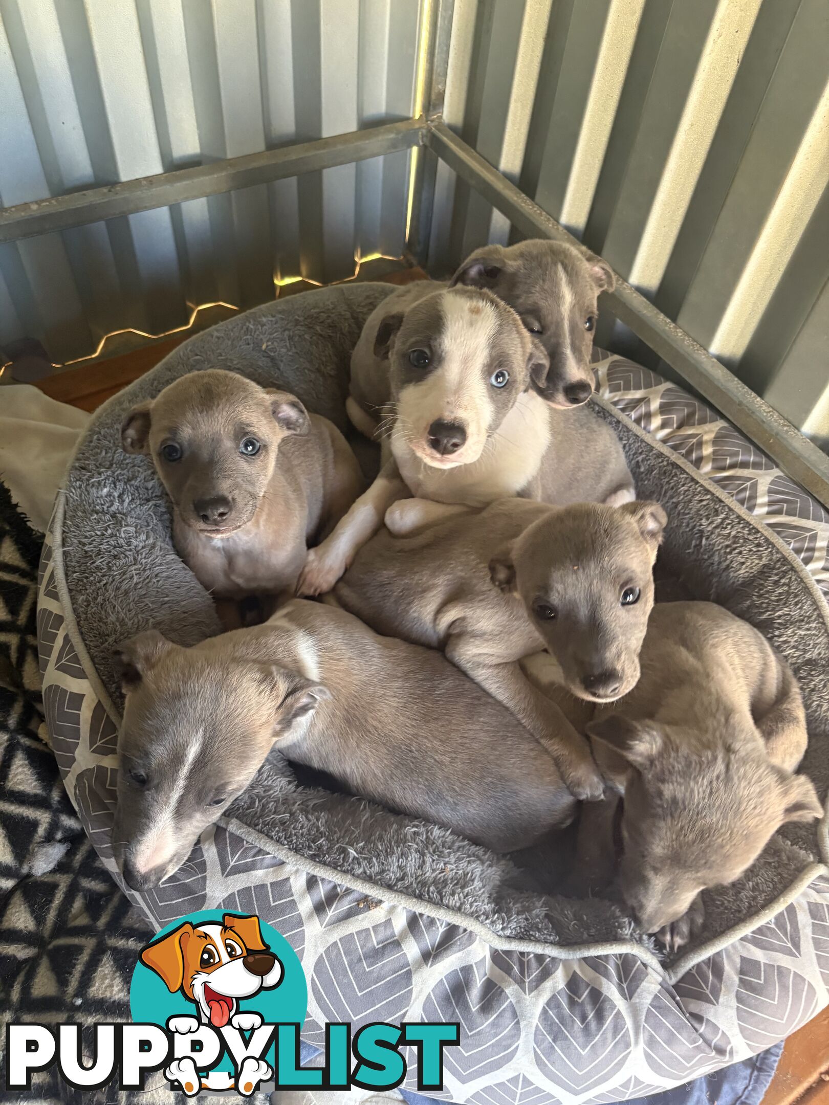 Whippet puppies
