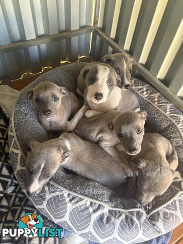 Whippet puppies