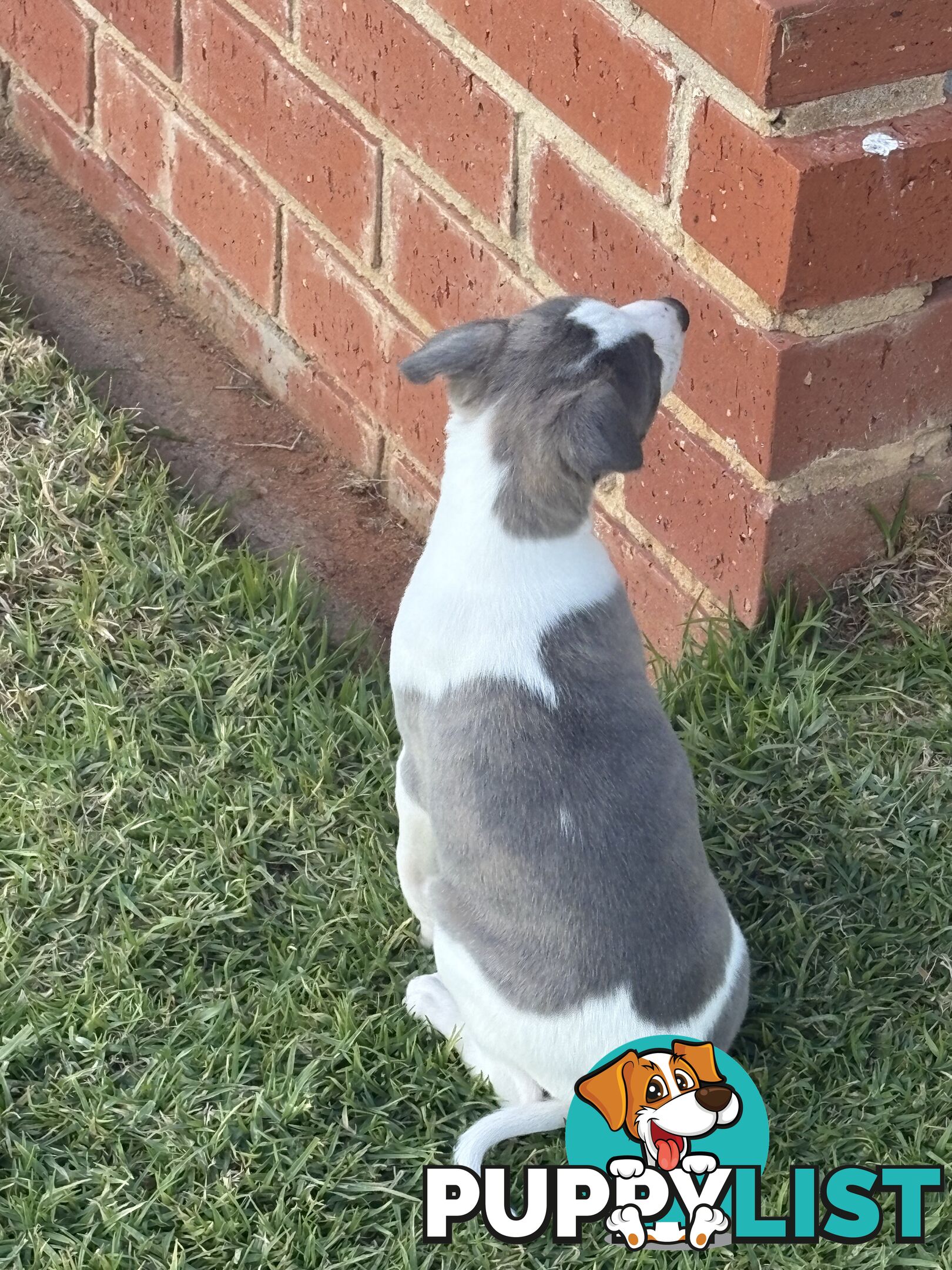 Whippet puppies