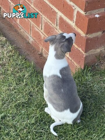 Whippet puppies