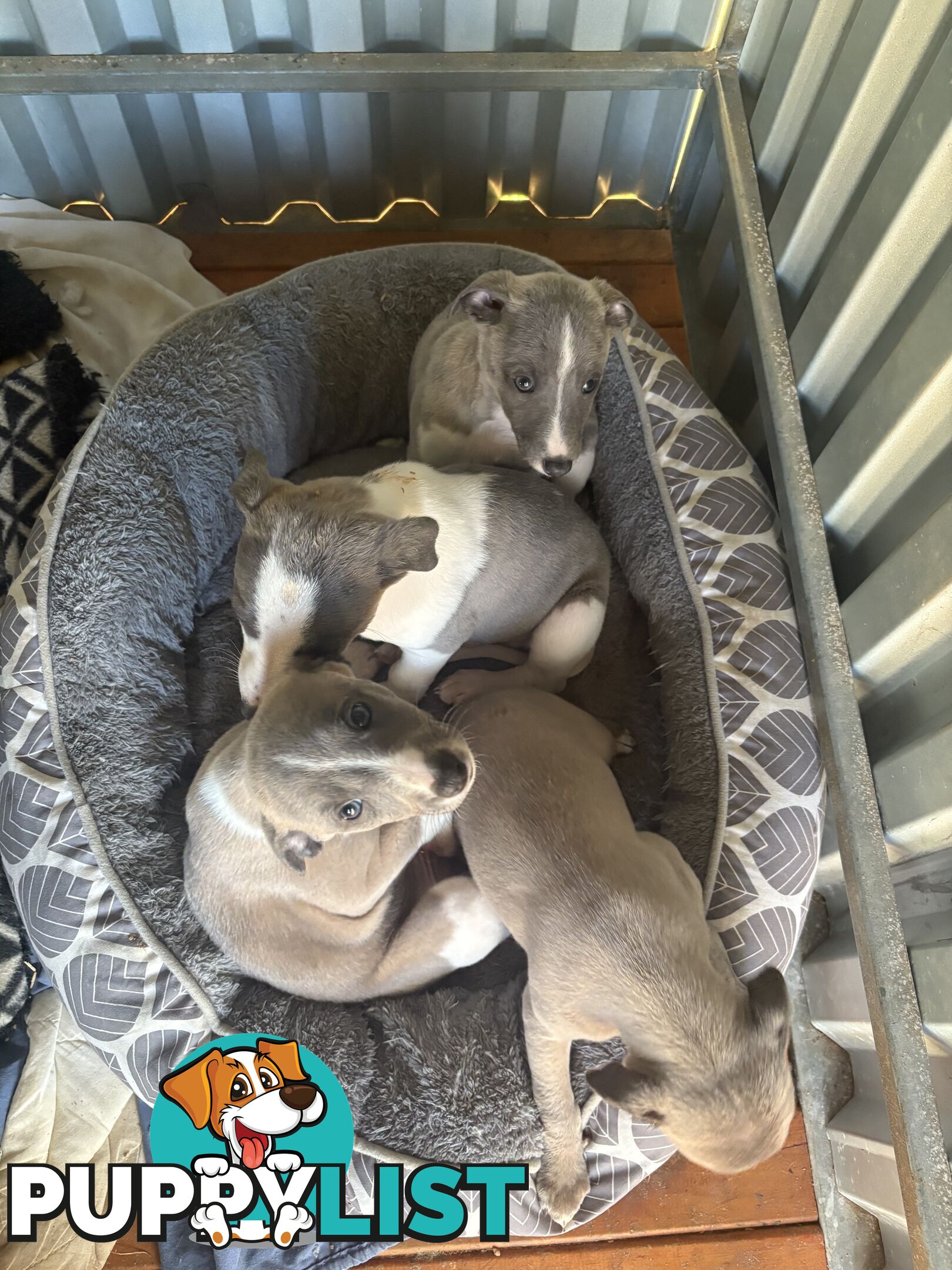 Whippet puppies