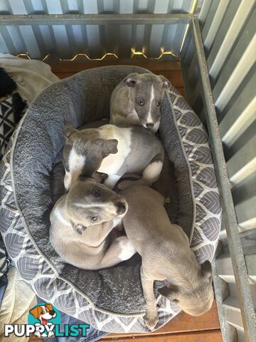 Whippet puppies