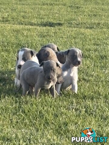 Whippet puppies