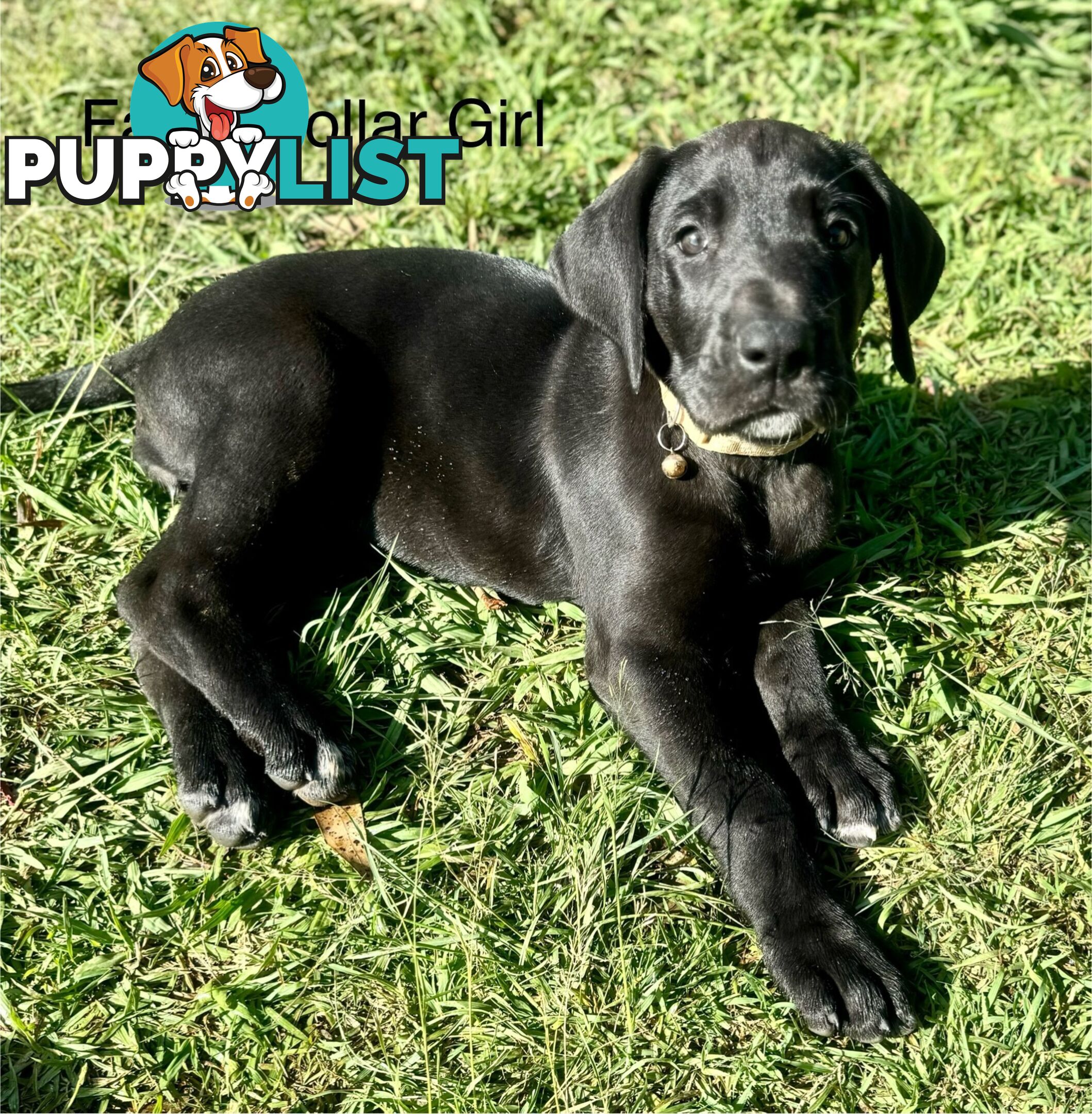 Purebred Great Dane Puppies